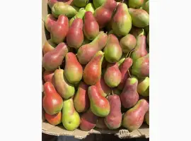 Зображення для оголошення Продам грушу
