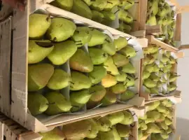 Зображення для оголошення Продам грушу Рікс