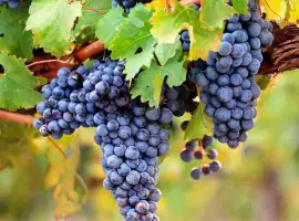 Зображення для оголошення Продам виноград сорту МЕРЛО