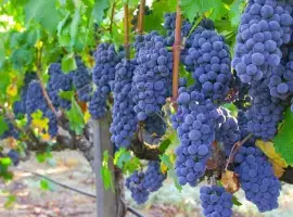 Зображення для оголошення Продам виноград Ізабелла