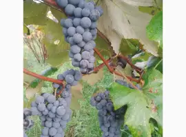 Зображення для оголошення Продам виноград на вино сорт Ізабелла