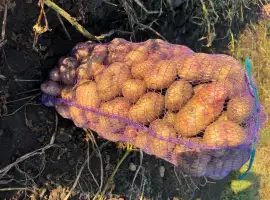 Зображення для оголошення Продам Картоплю