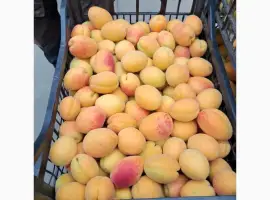 Зображення для оголошення Продам абрикос