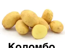 Зображення для оголошення Насіннева картопля від виробника 1