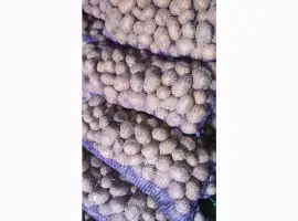 Зображення для оголошення Продам товарну та насіннєву картоплю сорт білароса