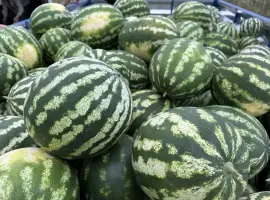 Зображення для оголошення Продаємо кавун Продюсер оптом з поля