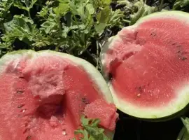 Зображення для оголошення Продам кавун та диню (суходол)с.Новий Стародуб