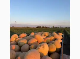 Зображення для оголошення Продам диню Ребекка