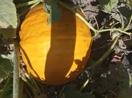 Зображення для оголошення Продам гарбуз