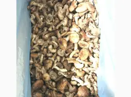 Опеньок морожений