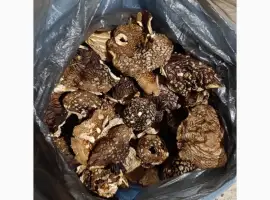 Мухомор королівський