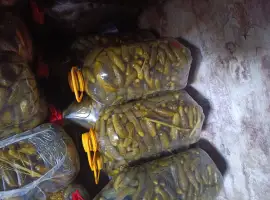 Продаю квашені огірки оптом та роздріб в баклагах
