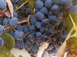 Зображення для оголошення Продам виноград