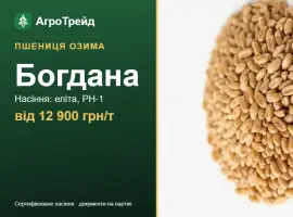 Зображення для оголошення Пшениця Богдана — насіння, від 12 900 грн/т