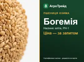 Зображення для оголошення Пшениця Богемія — насіння еліта, РН-1