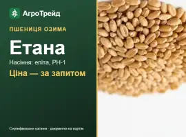Зображення для оголошення Пшениця Етана — насіння еліта, РН-1