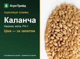 Зображення для оголошення Пшениця Каланча — насіння еліта, РН-1