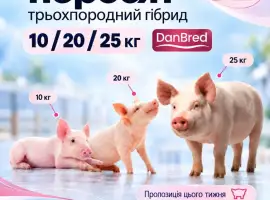 Зображення для оголошення Маточник продає поросят 10/20/25 кг