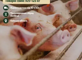 Зображення для оголошення Відгодівельник продає товарних свиней