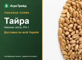Зображення для оголошення Озима пшениця Тайра — насіння, від 15 300 грн/т
