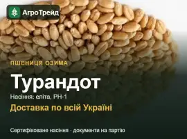 Зображення для оголошення Пшениця озима Турандот — насіння, від 14 800 грн/т