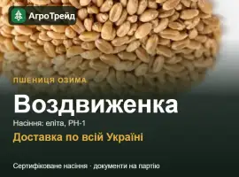 Зображення для оголошення Насіння: пшениця озима Воздвиженка