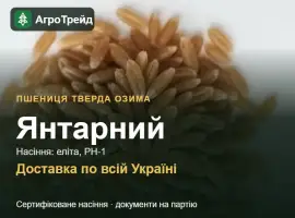 Зображення для оголошення Насіння пшениці Янтарний, від 16 700 грн/т