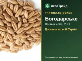 Зображення для оголошення Богодарське — озиме тритикале, насіння