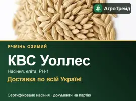 Зображення для оголошення КВС Уоллес — озимий ячмінь, насіння