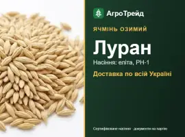 Зображення для оголошення Насіння: ячмінь озимий Луран, від 15 800 грн/т