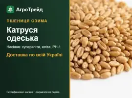 Зображення для оголошення Озима пшениця Катруся одеська — насіння