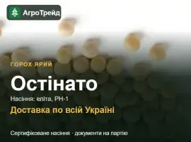 Зображення для оголошення Остінато — ярий горох, насіння
