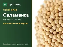 Зображення для оголошення Ярий горох Саламанка — насіння, від 24 600 грн/т