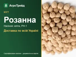 Купити нут Розанна на посів