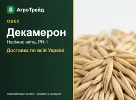 Зображення для оголошення Овес Декамерон для посіву