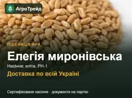 Зображення для оголошення Яра пшениця Елегія миронівська — насіння