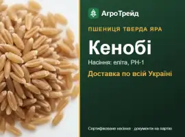 Зображення для оголошення Пшениця тверда яра Кенобі для посіву