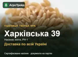 Зображення для оголошення Пшениця тверда яра Харківська 39 — насіння