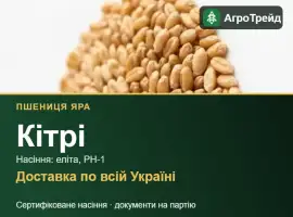 Зображення для оголошення Пшениця яра Кітрі — насіння