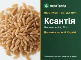 Зображення для оголошення Купити тверду яру пшеницю Ксантія на посів