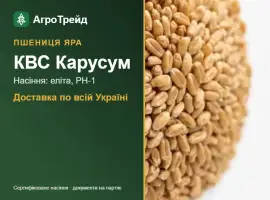 Зображення для оголошення КВС Карусум — яра пшениця, насіння
