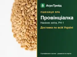 Зображення для оголошення Яра пшениця Провінціалка — насіння