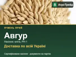 Зображення для оголошення Авгур — ярий ячмінь, насіння