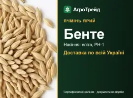 Зображення для оголошення Ячмінь ярий Бенте — насіння