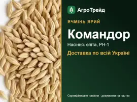 Зображення для оголошення Купити ярий ячмінь Командор на посів