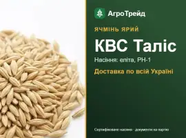 Зображення для оголошення Купити ярий ячмінь КВС Таліс на посів