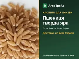 Зображення для оголошення Продам насіння твердої ярої пшениці