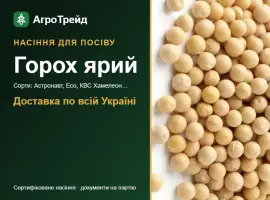 Зображення для оголошення Продам насіння ярого гороху