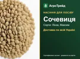 Продам насіння сочевиці