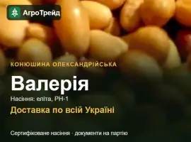 Зображення для оголошення Валерія — конюшина олександрійська, насіння